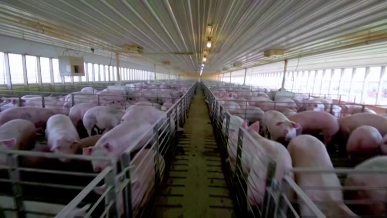 印尼农场爆发非洲猪瘟 12.4%猪只病死