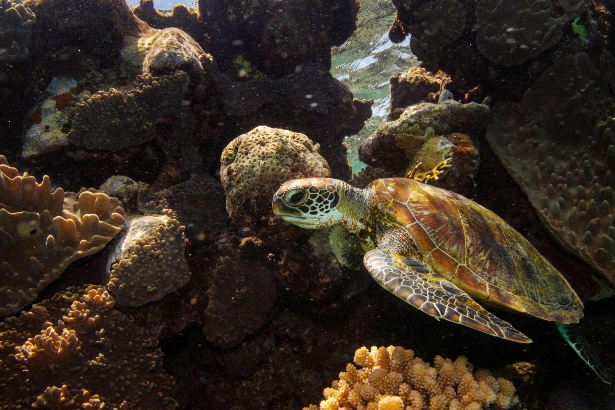 澳洲保护大堡礁见功  UNESCO暂撤“濒危”名单