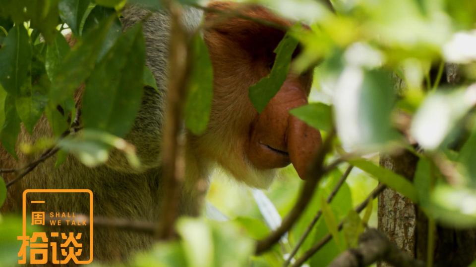 专题【一周拾谈】| 婆罗洲红树林的住客 濒危国宝动物长鼻猴