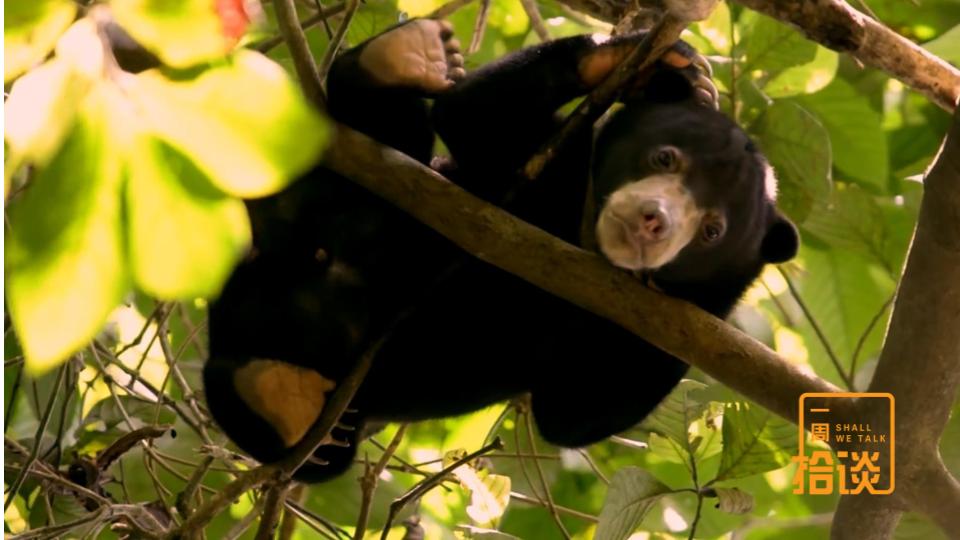 专题【一周拾谈】｜森林中一抹憨厚的阳光 婆罗洲马来熊的生存哀歌