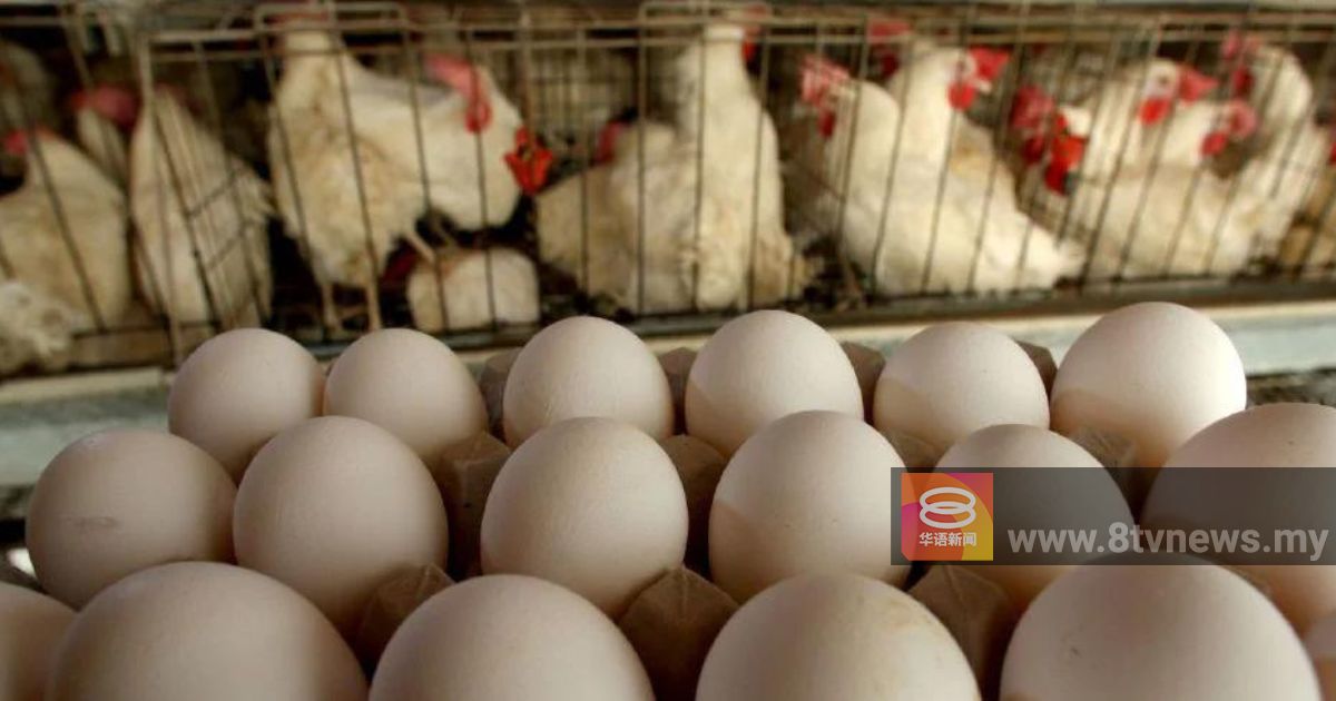 禽总周一会晤农长 共商鸡肉与鸡蛋浮动售价