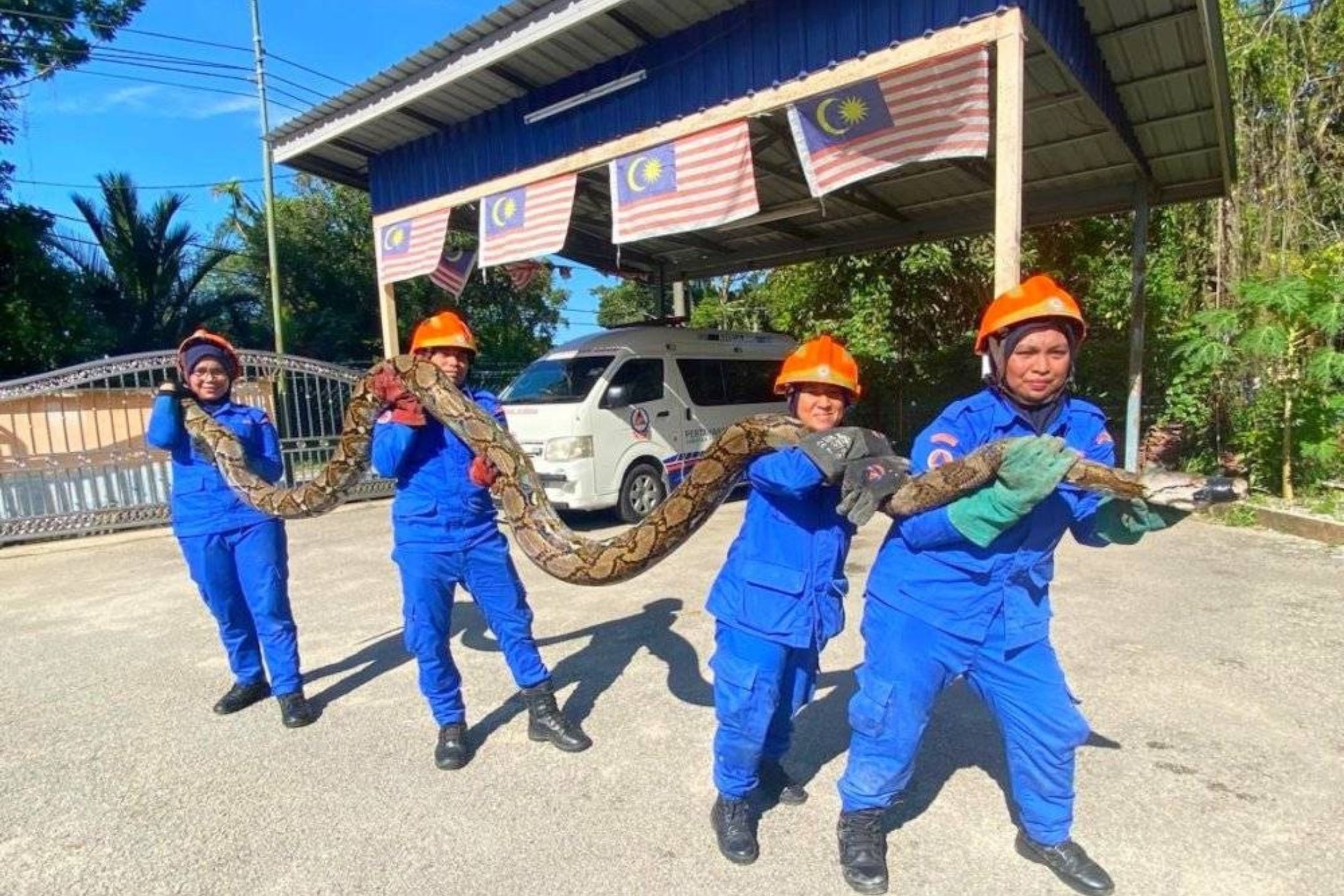 丹州惊现100公斤蟒蛇 老翁设陷阱活捕蟒蛇