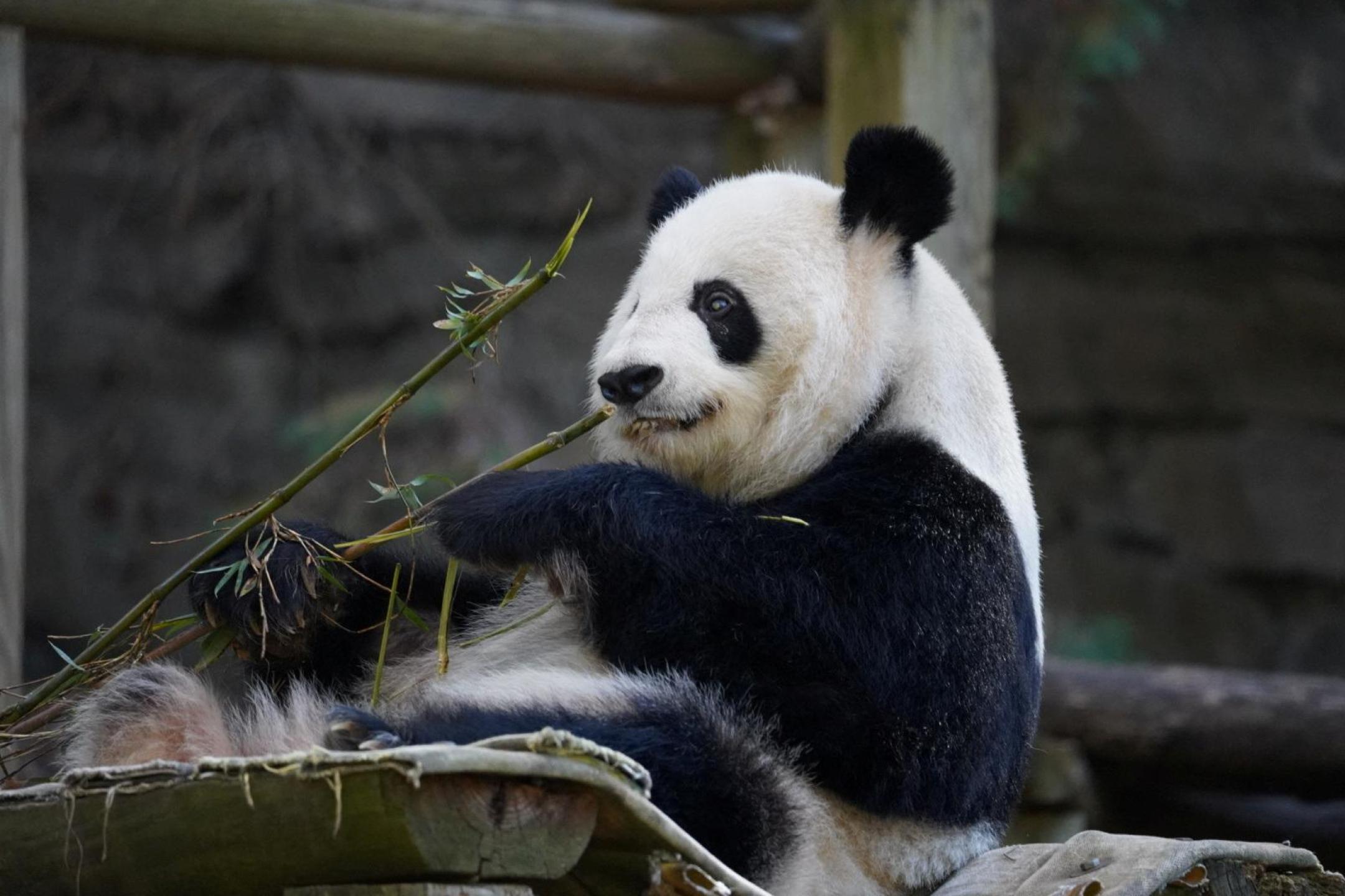 “外交大使”任务结束 今年17只大熊猫返中