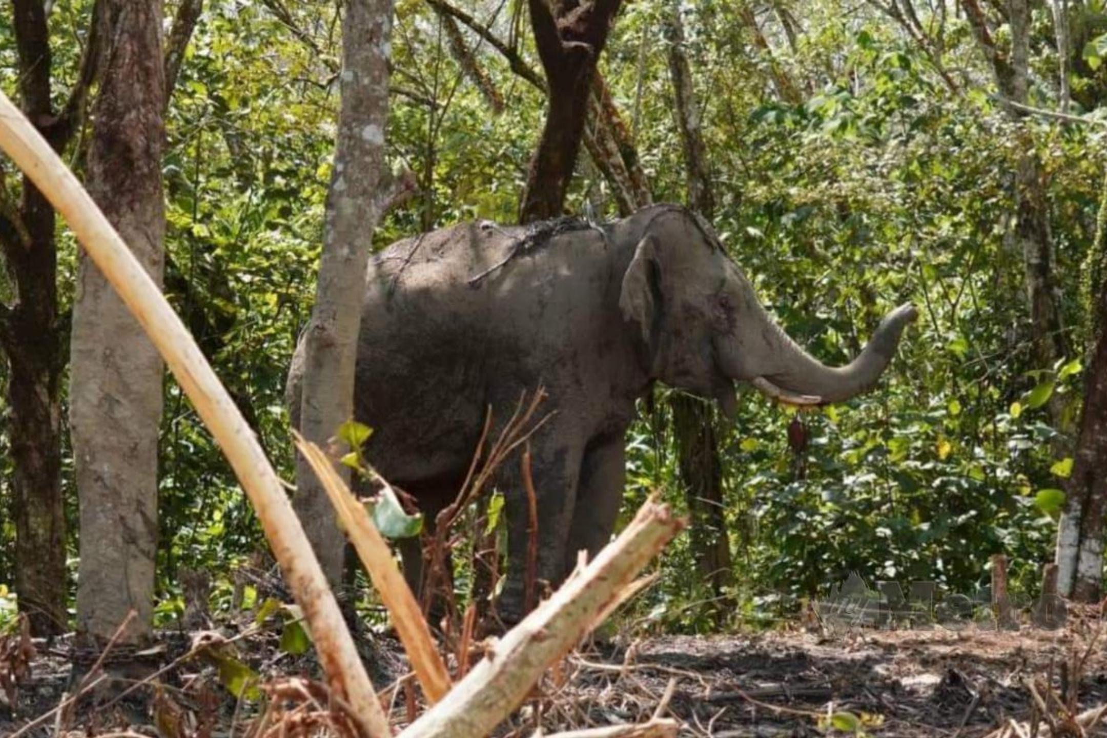 破坏作物滋扰居民 柔野生动物局捕获迁移2野象