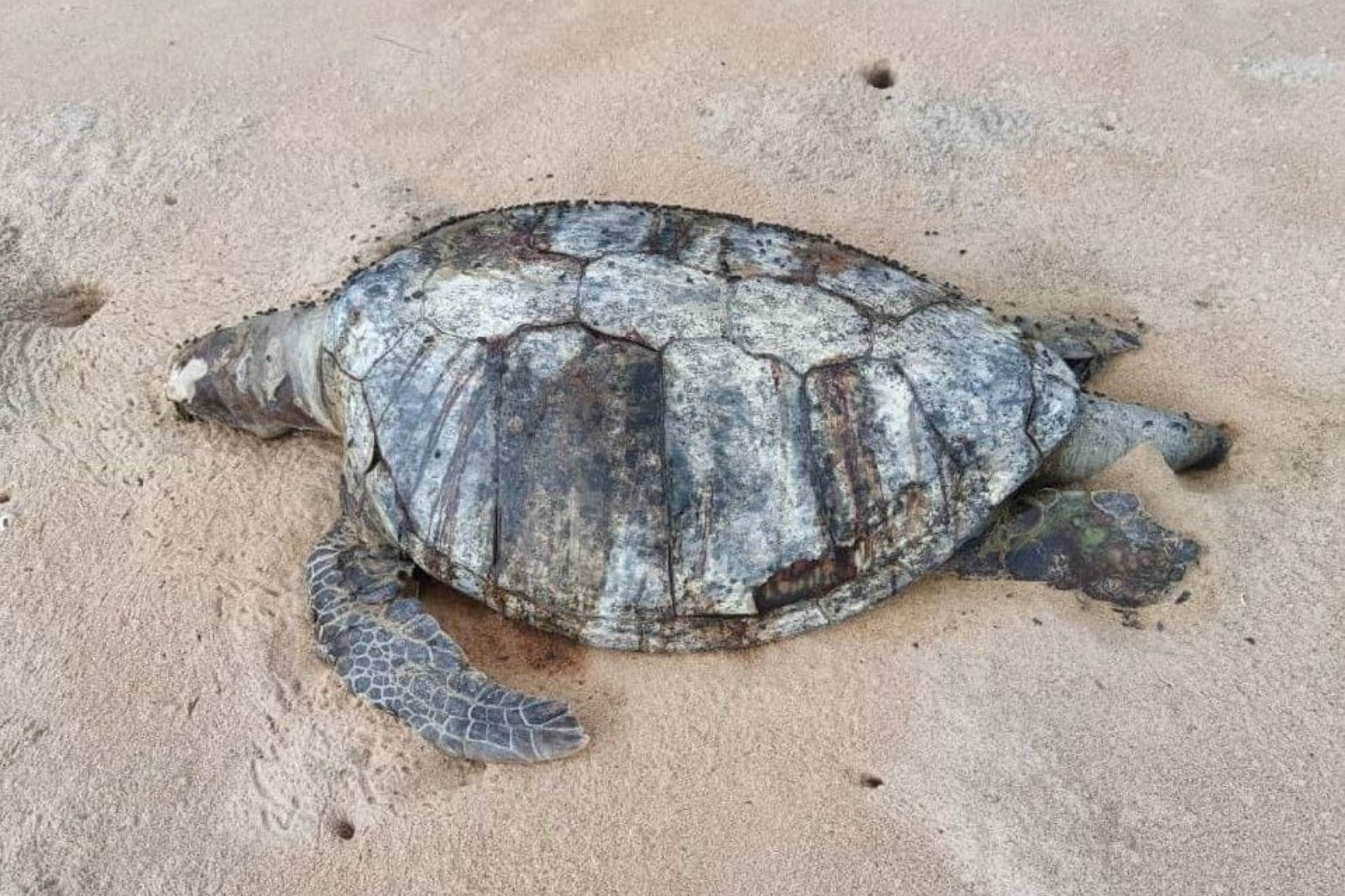 两月3只成年海龟死  捕鱼拖网疑是杀手