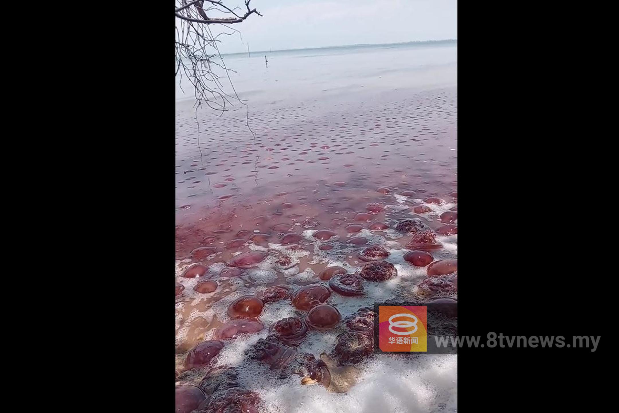 【附视频】天气太热惹的祸？ 大量粉红水母搁浅沙巴海滩  