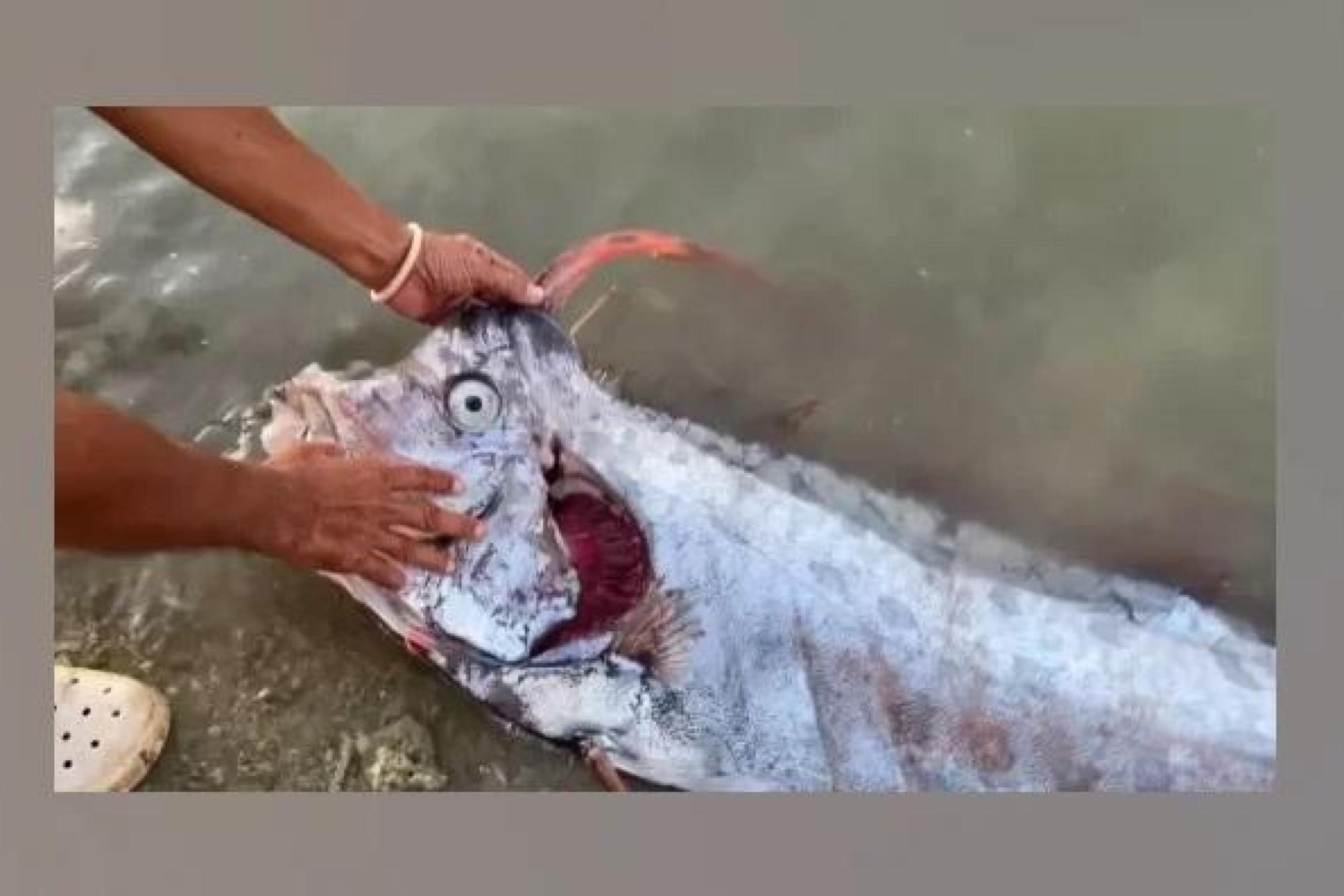 是预兆还是巧合？  菲律宾渔民在震前捕获“地震鱼”