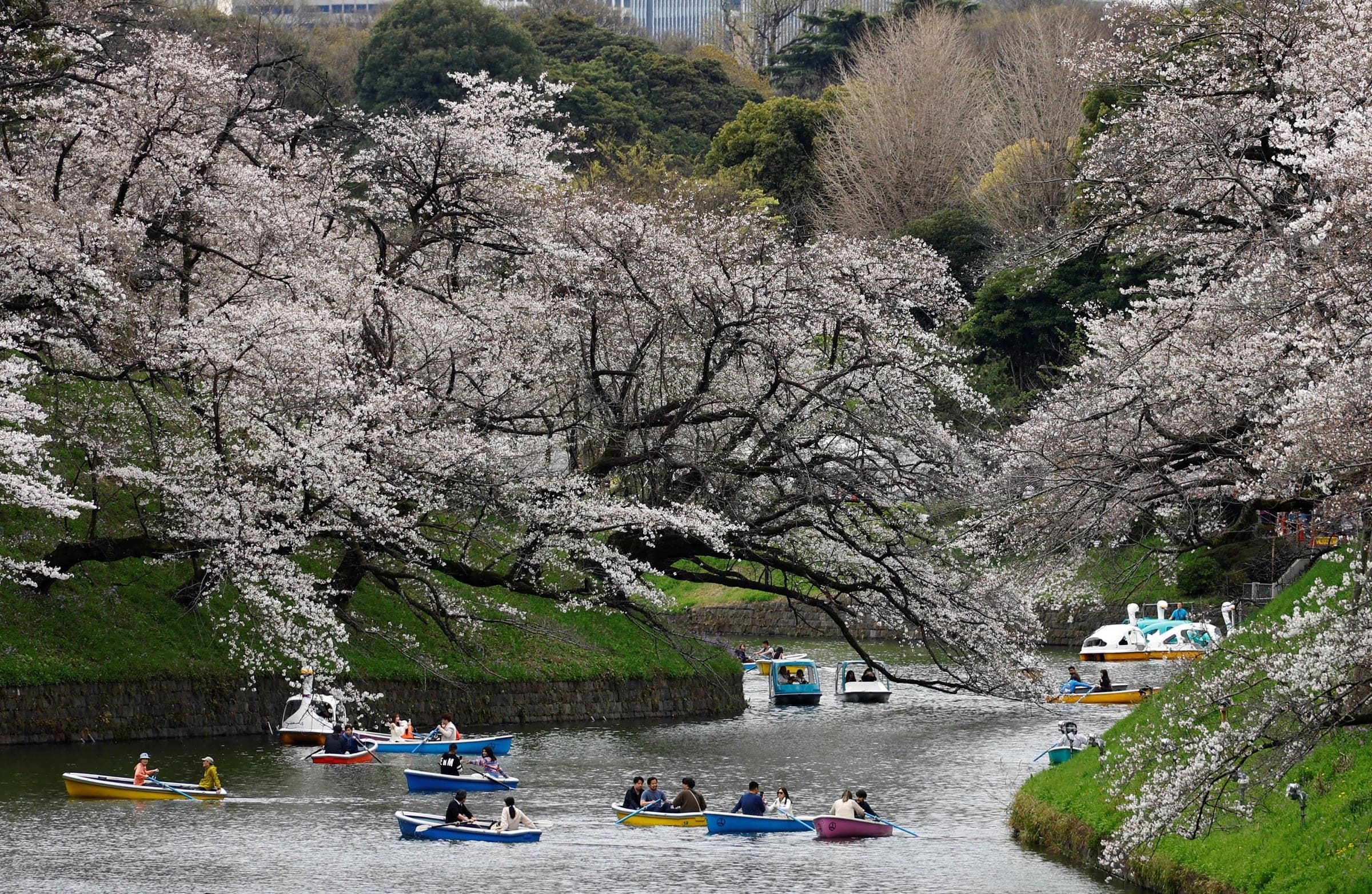 较去年晚13天春暖花开  气候变迁影响日本樱花季
