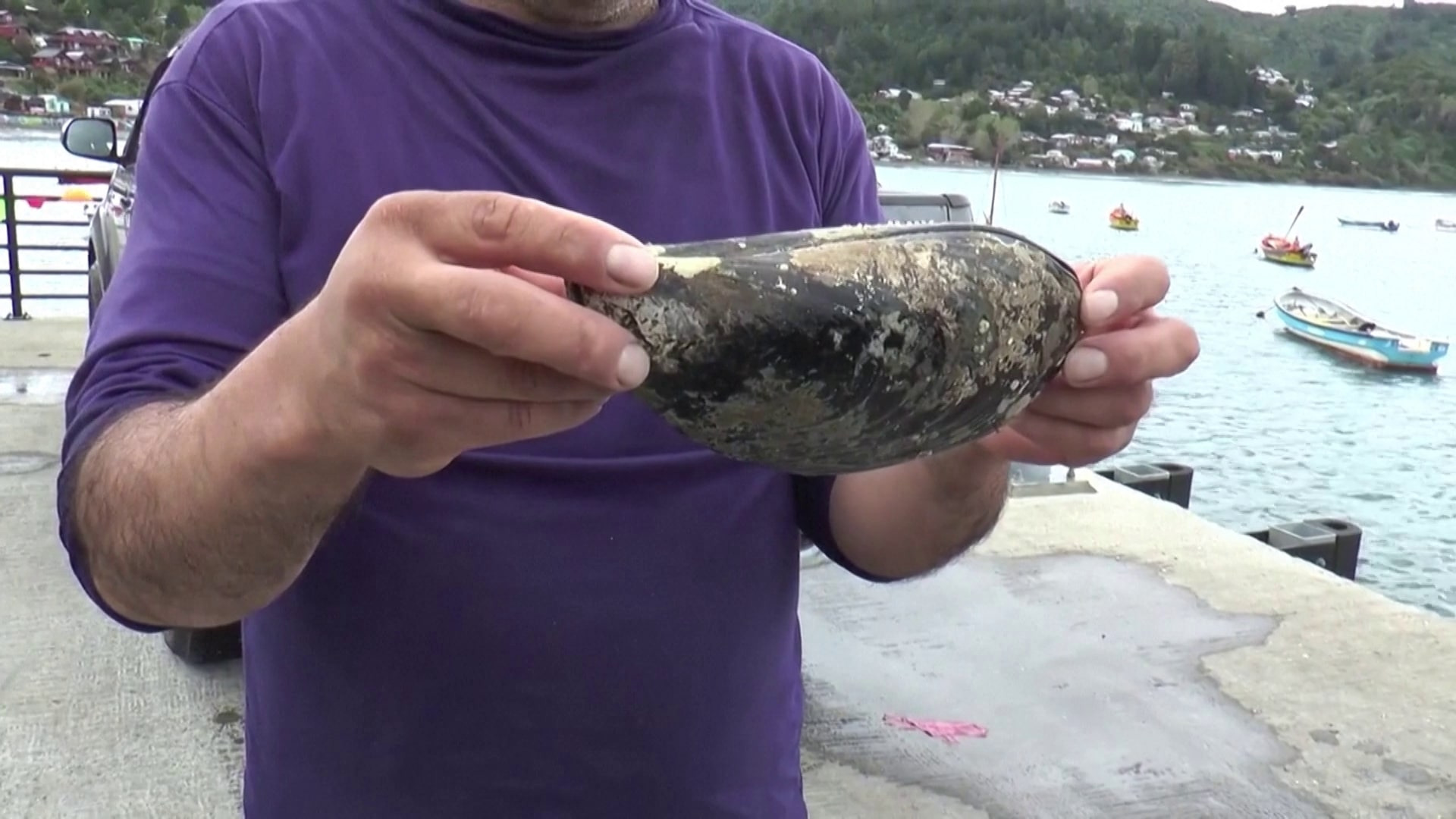 重量逾800克 智利发现罕见巨型贻贝