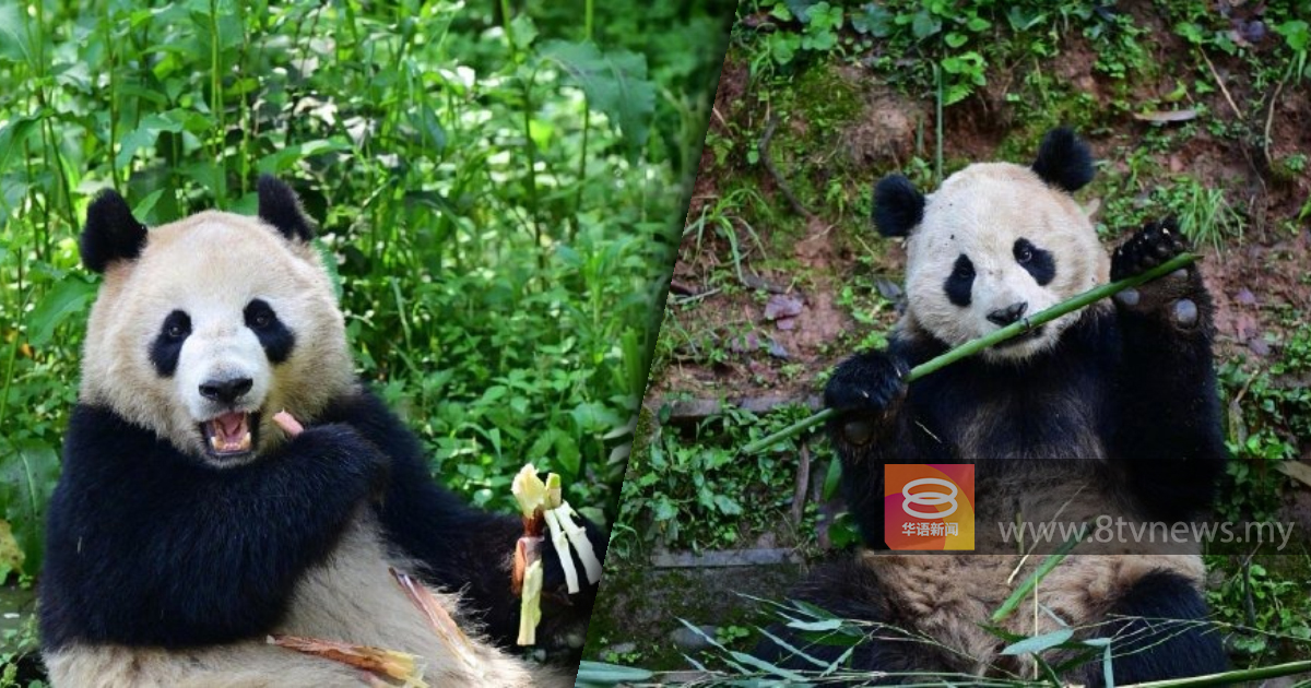 中美延续熊猫保育项目 “云川”及”鑫宝”赴美10年