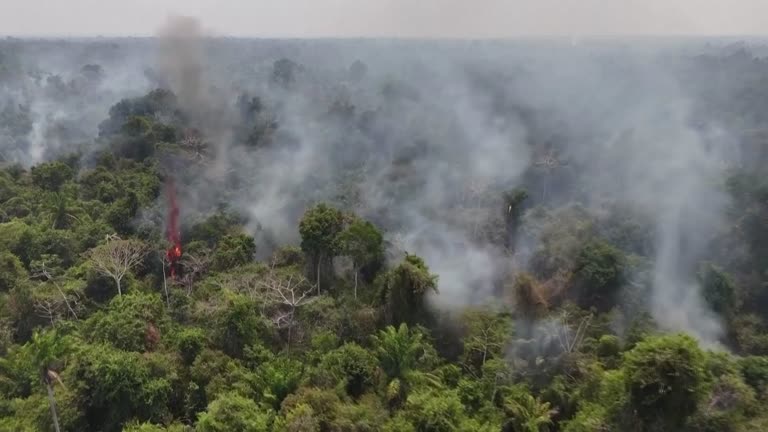 亚马逊植烧毁破历年记录  巴西政府砍消防预算惹祸