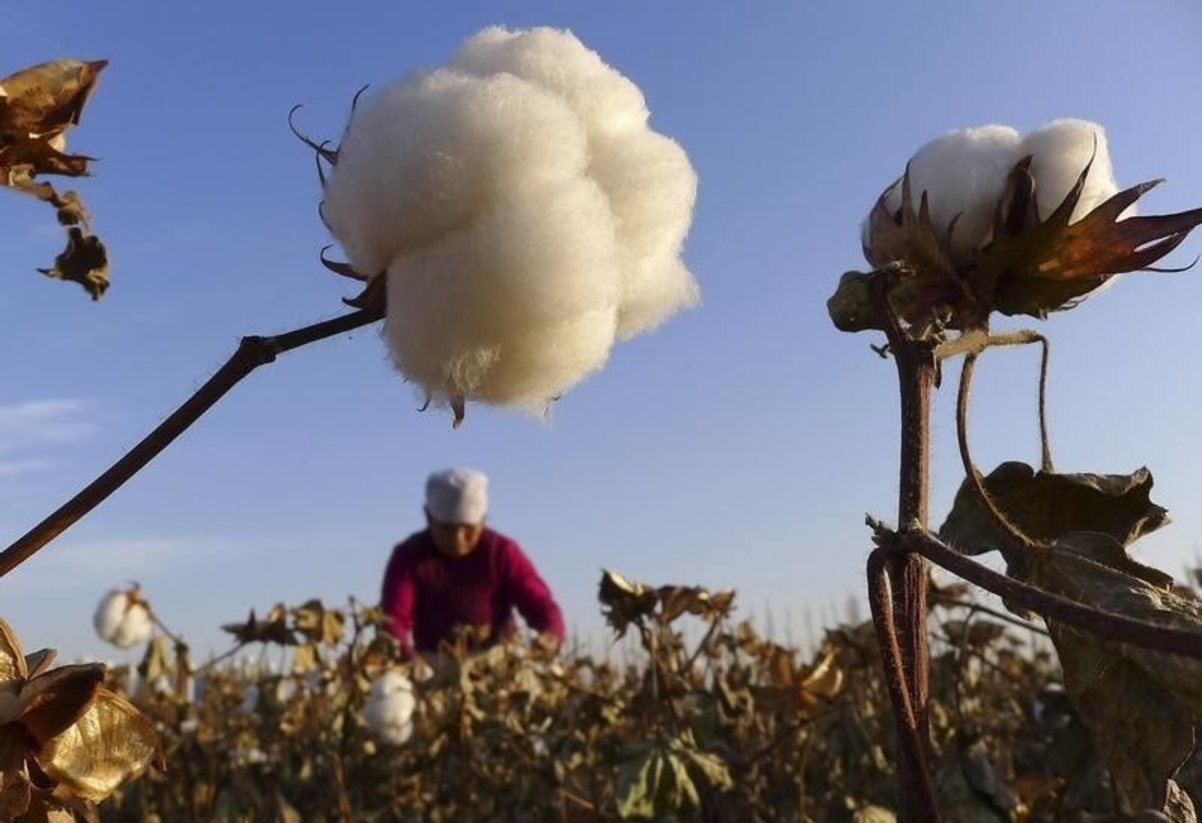美再指控涉新疆强迫劳动  禁26中棉花企业进口