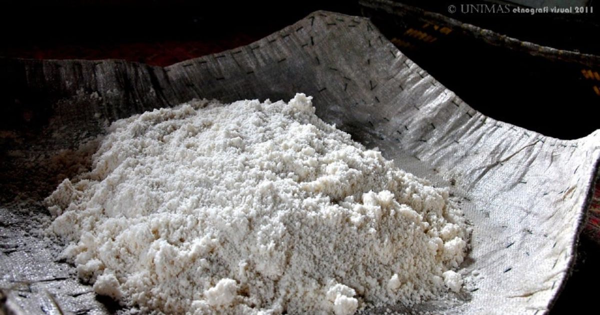 砂州研究发现  “沙谷米淀粉”或可取代大米