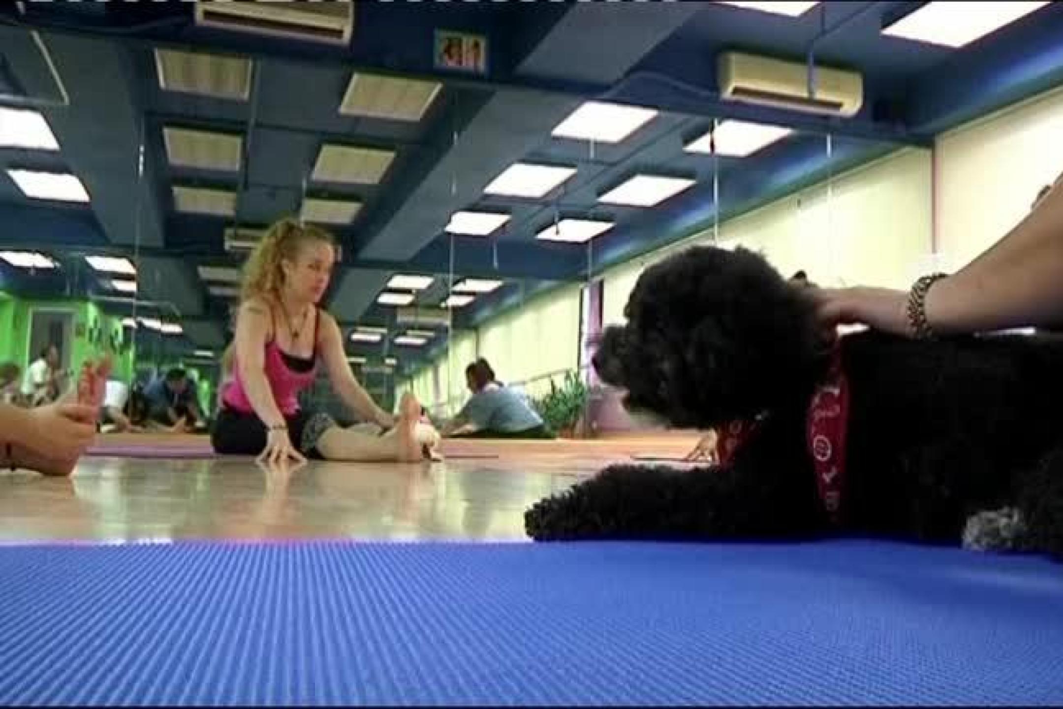 意大利禁 “幼犬瑜伽” 涉不当牟利且危害动物