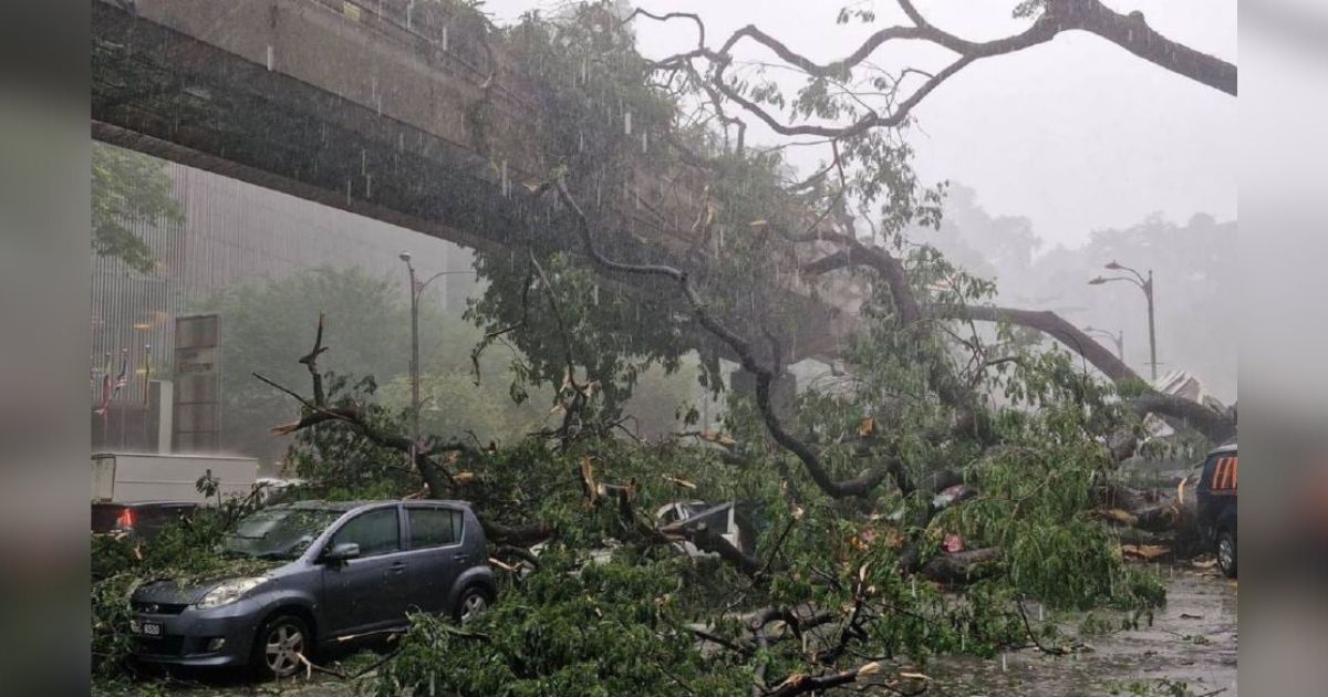 隆市豪雨树倒酿伤亡 目击者:9车在巨响中被压扁