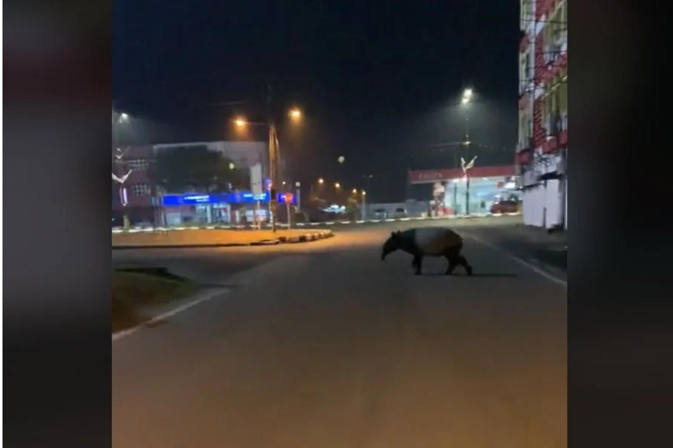 马来貘闯登州市街道  网民纷关心其安危