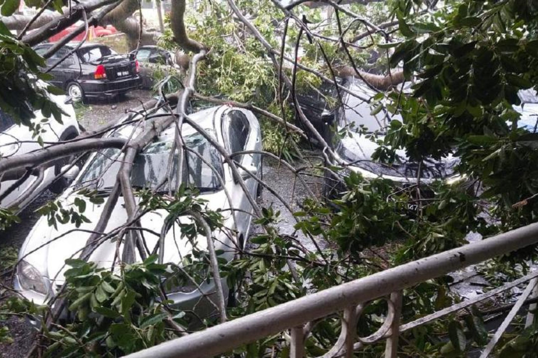 【附视频】蒲种树倒压中七辆车 五人受伤入院