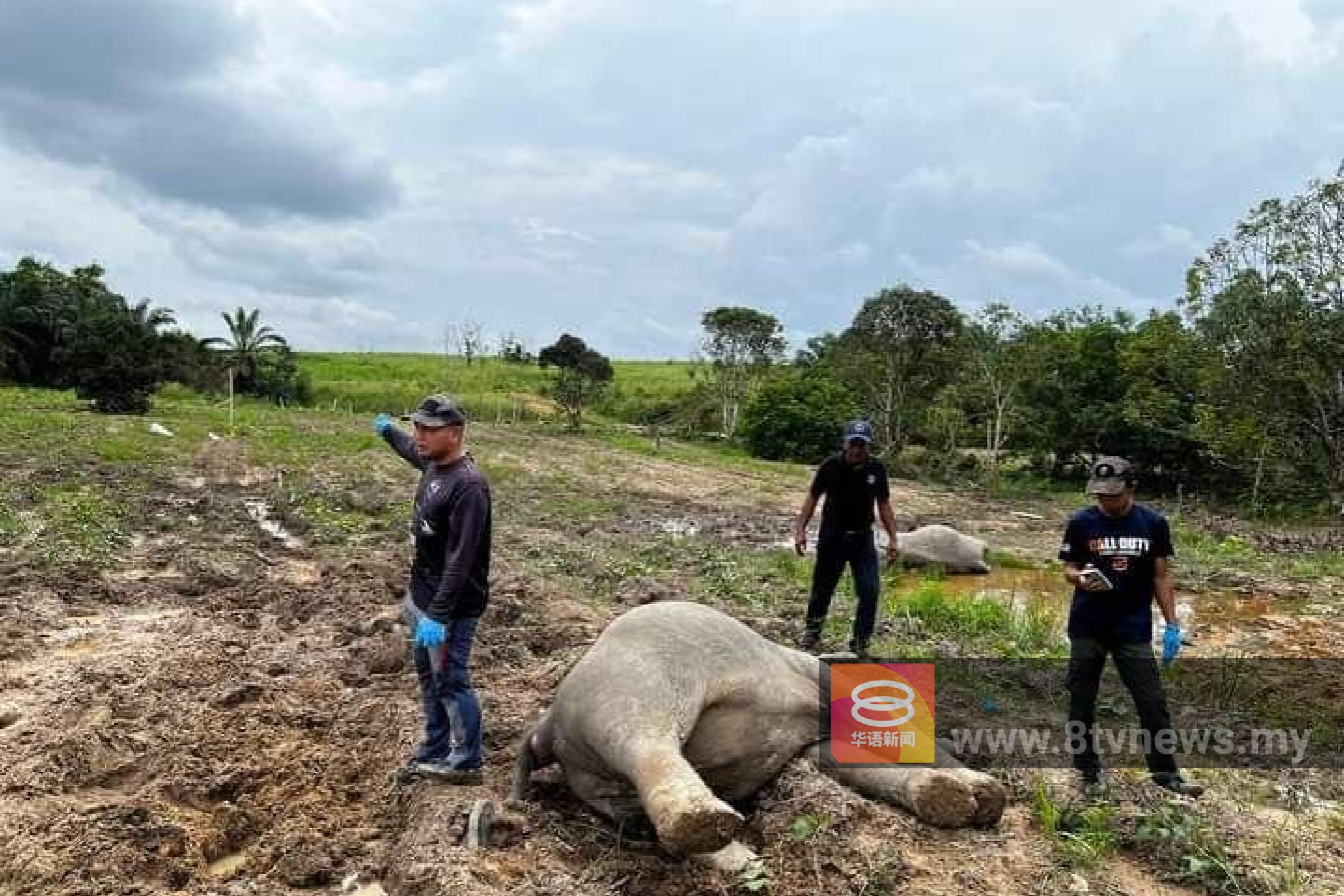 柔4象遭毒死引关注 动保组织促停森林开发
