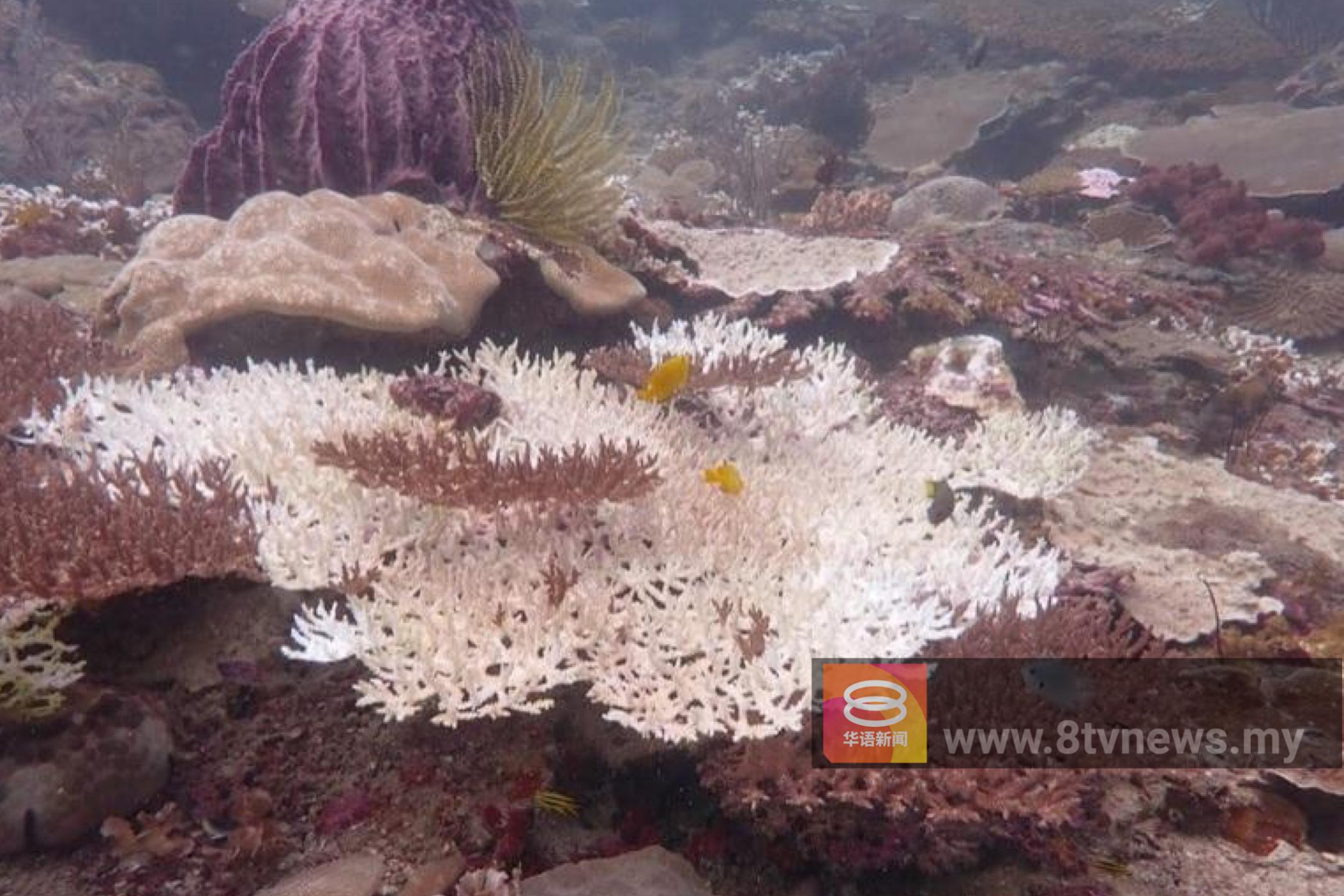 气候变迁海温升至30℃  亚庇珊瑚惊见白化