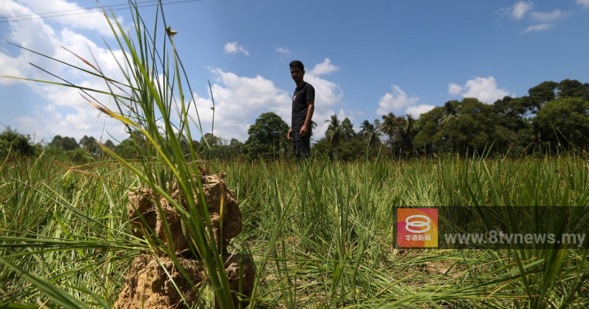 干旱毁丹州大片稻田 逾三千稻户损失5800万