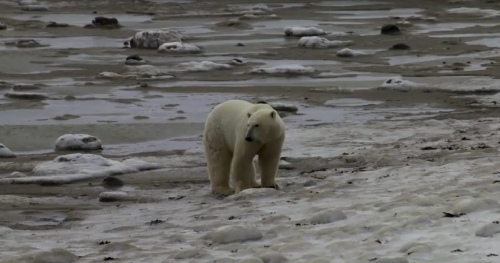 若全球暖化升高2度 加拿大哈德逊湾北极熊恐灭绝