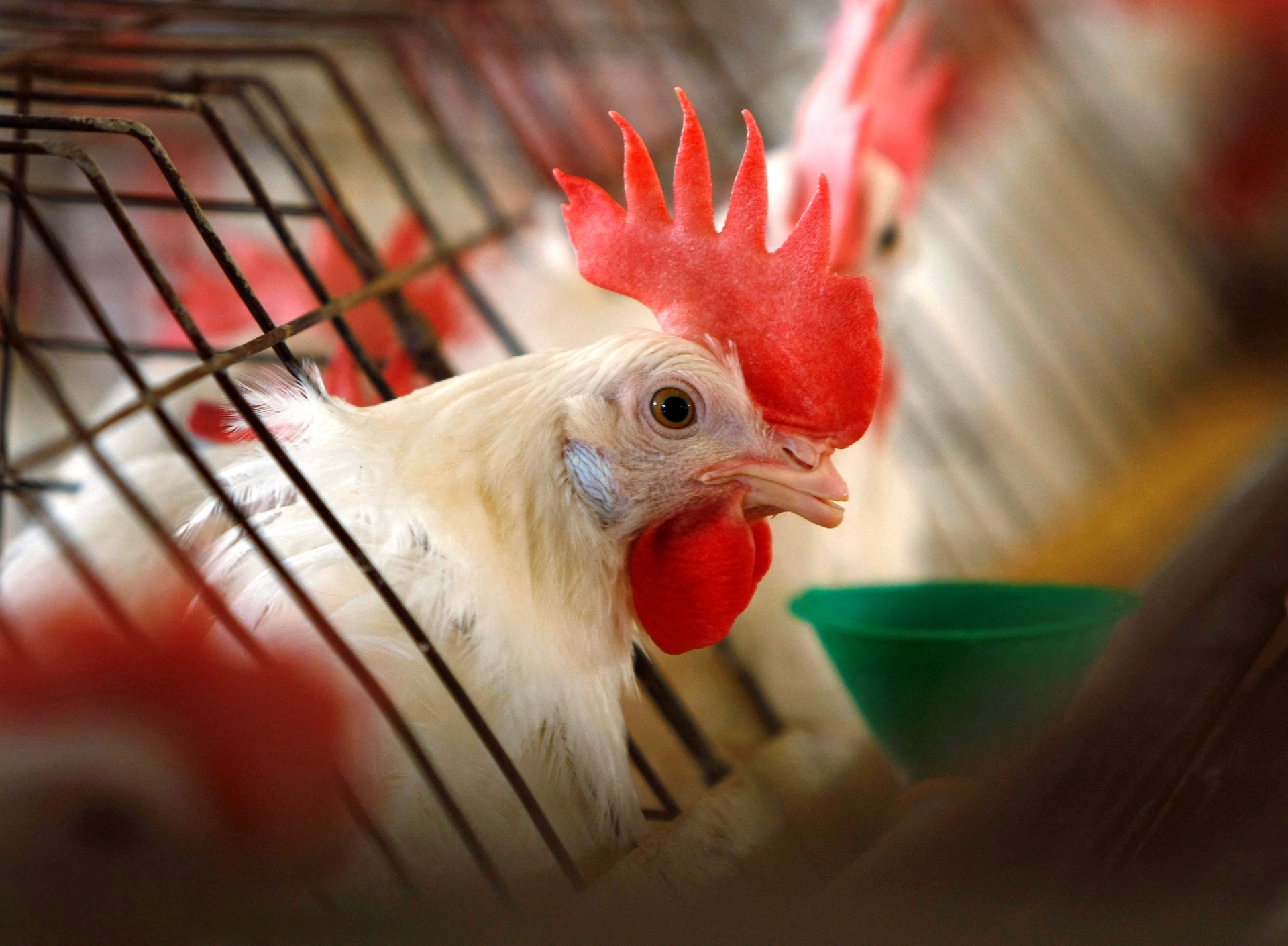 亚太地区禽流感病例上升  联合国疾呼采紧急措施