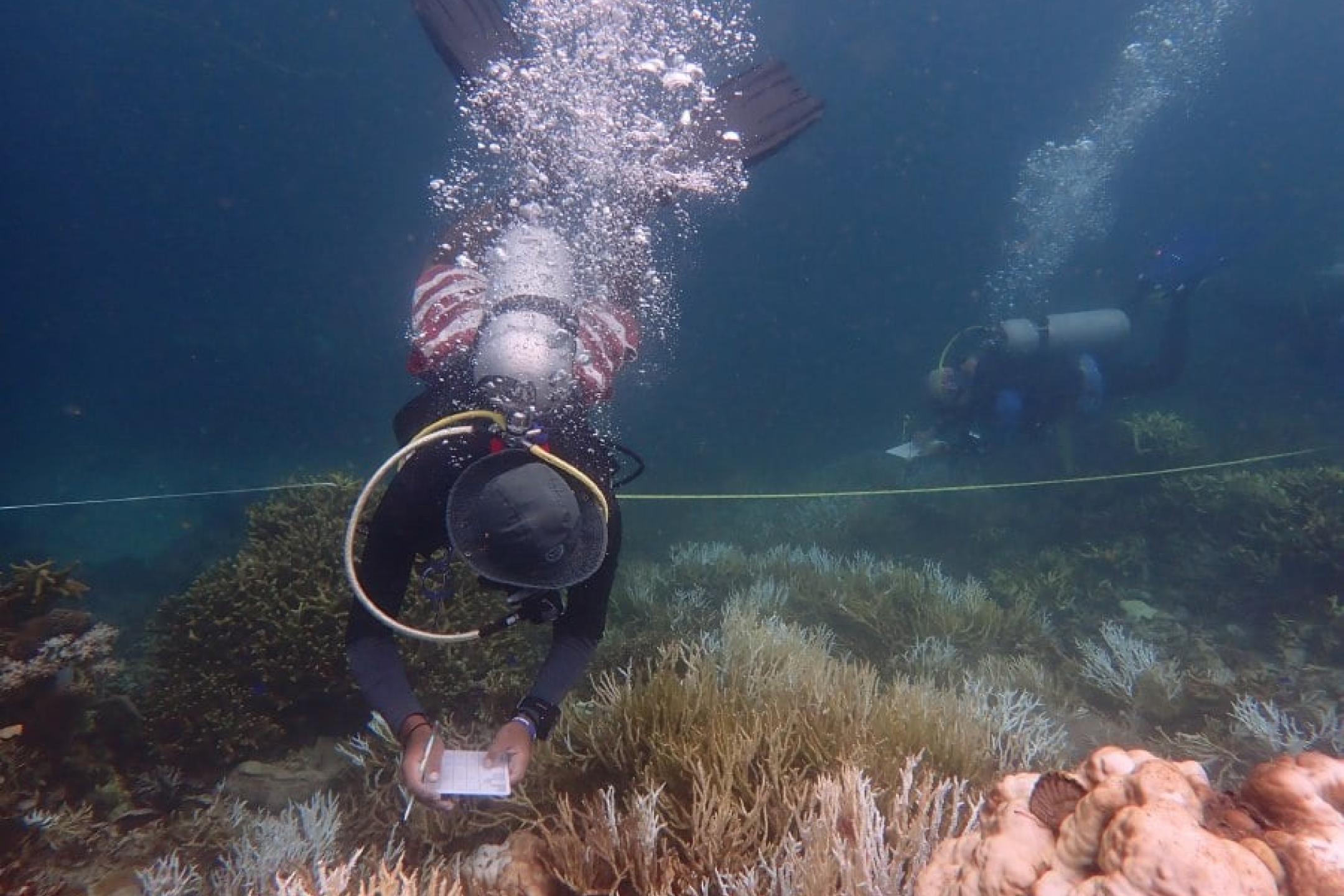 沙巴珊瑚礁白化日益严峻 生态组织吁设委员会应对