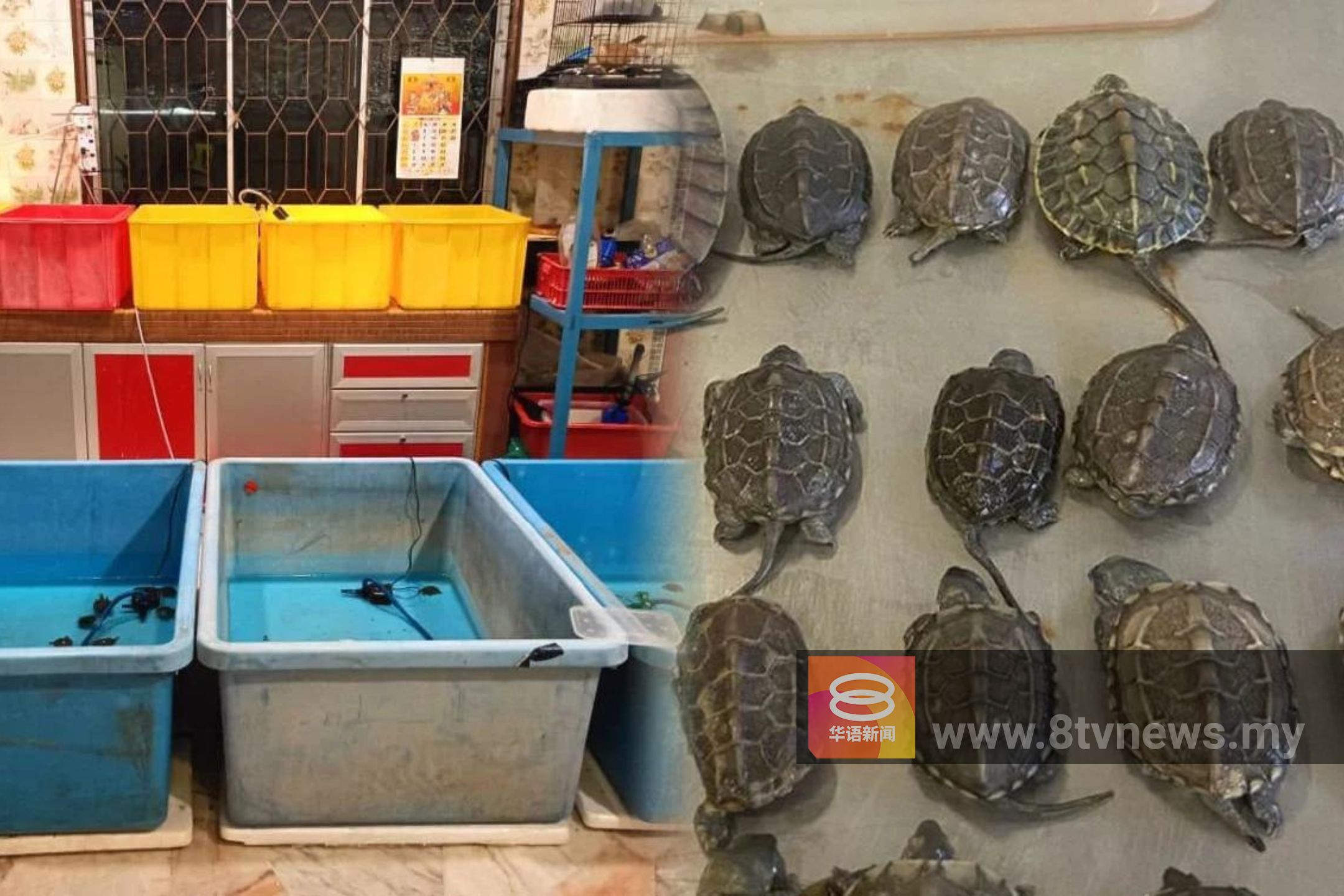 侦破最大宗乌龟走私案  警起获361只稀有乌龟