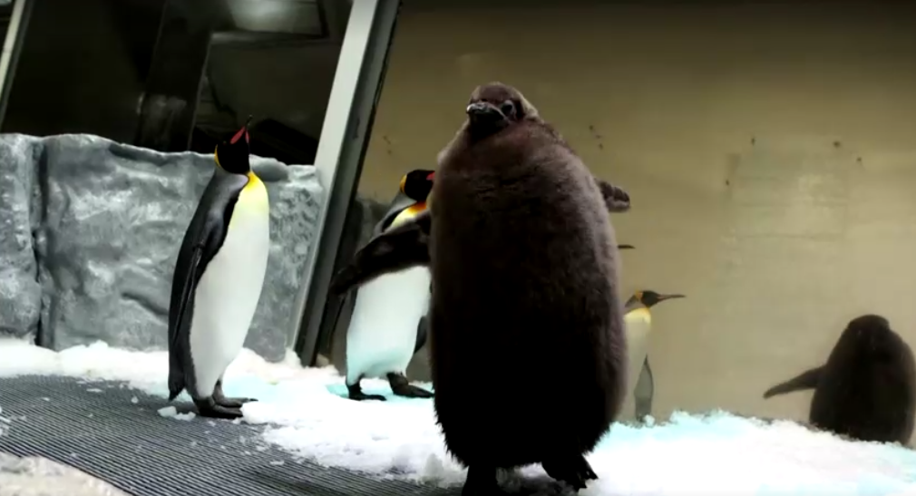 超大只国王企鹅爆红  “青酱”成水族馆动物明星