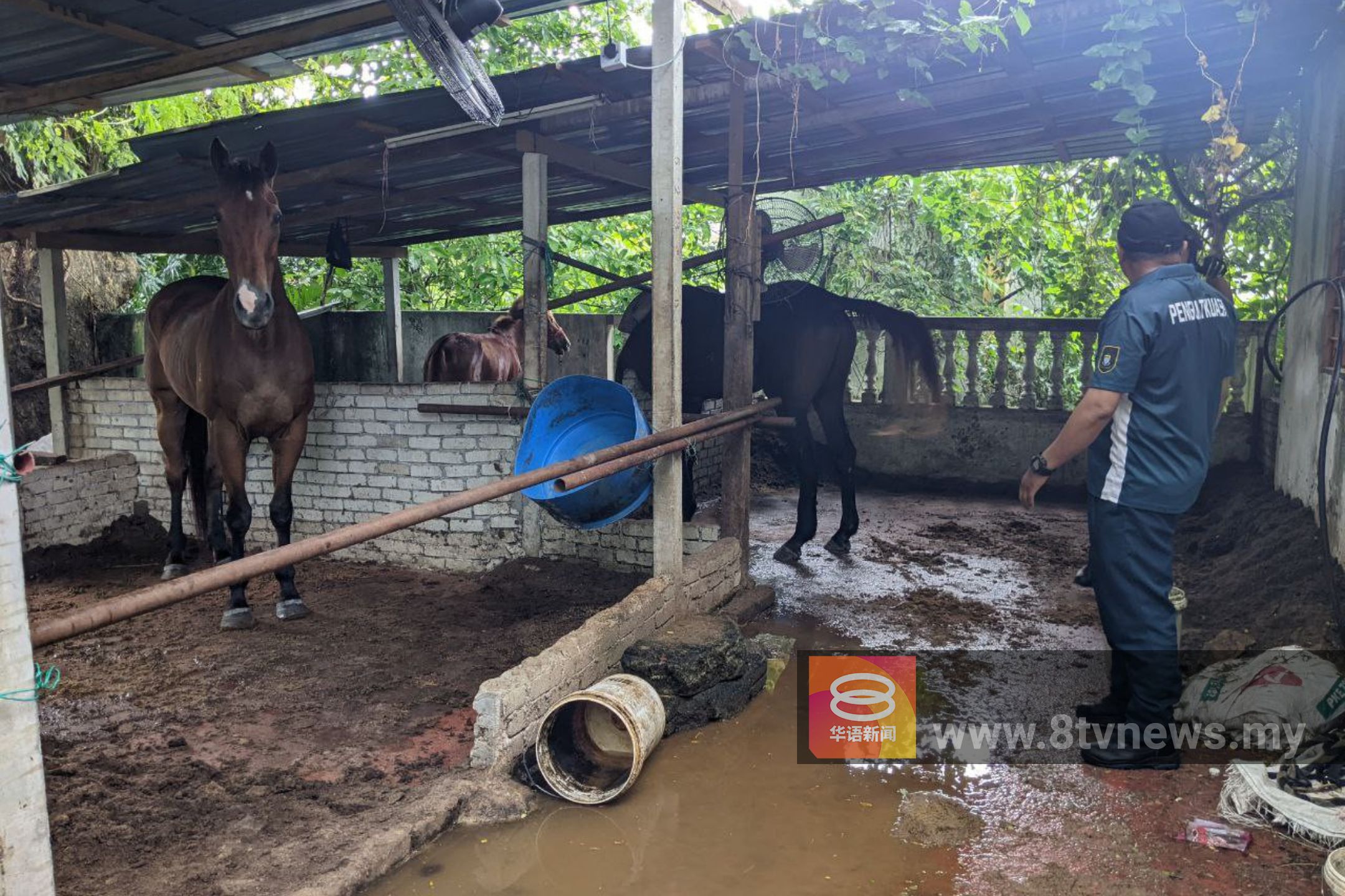 槟市厅拆除非法马棚 安全和卫生理由禁骑马