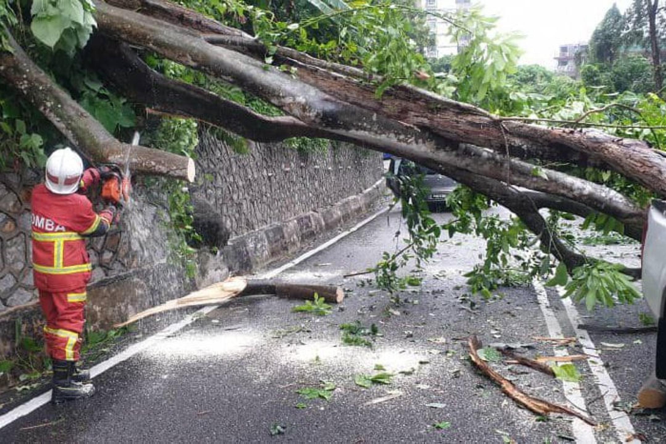 槟城连3日狂风暴雨 首长:近200宗树倒投报