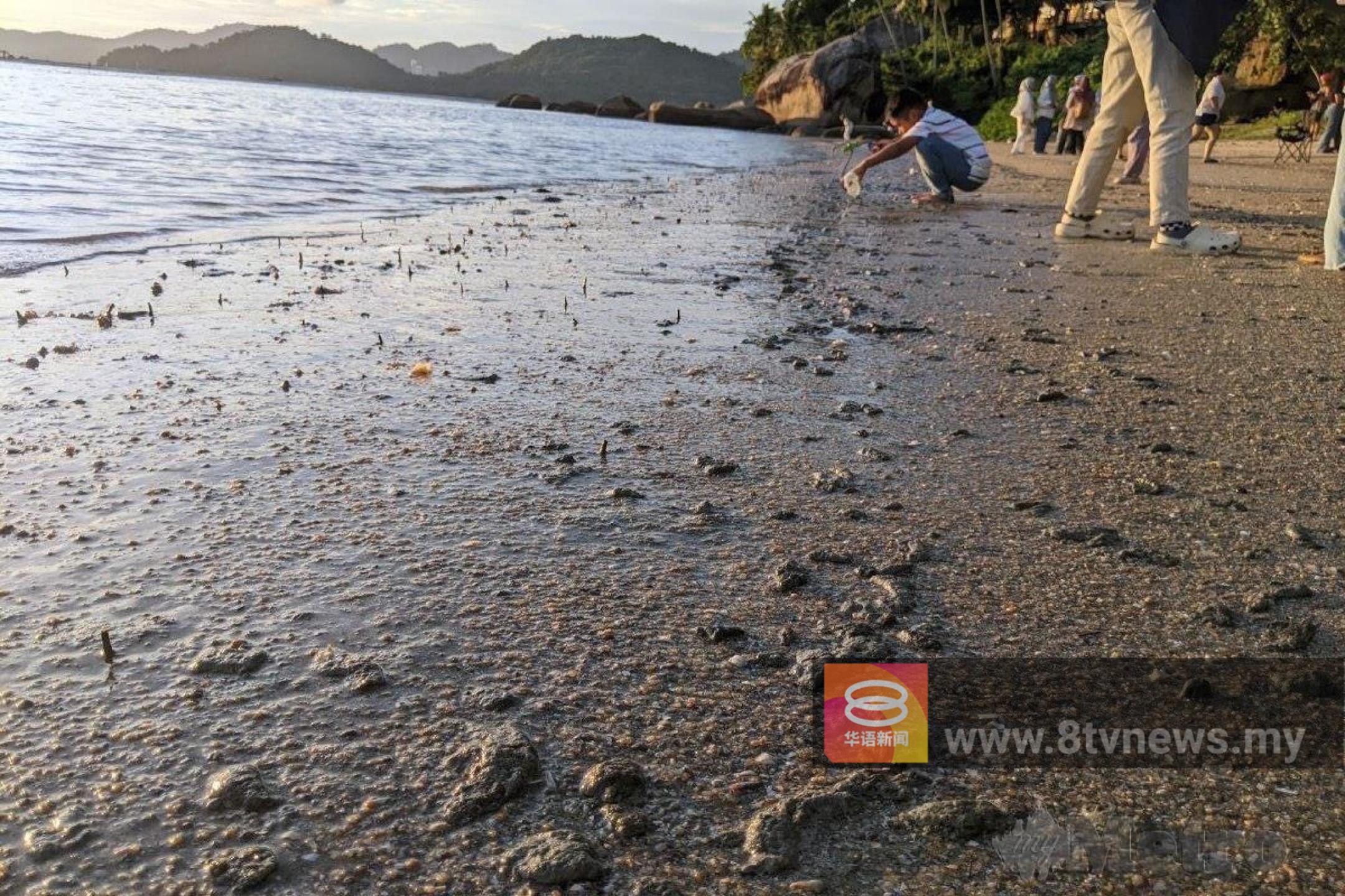 槟岛“隐藏的宝石”变样 伊森海滩沦恶臭泥地