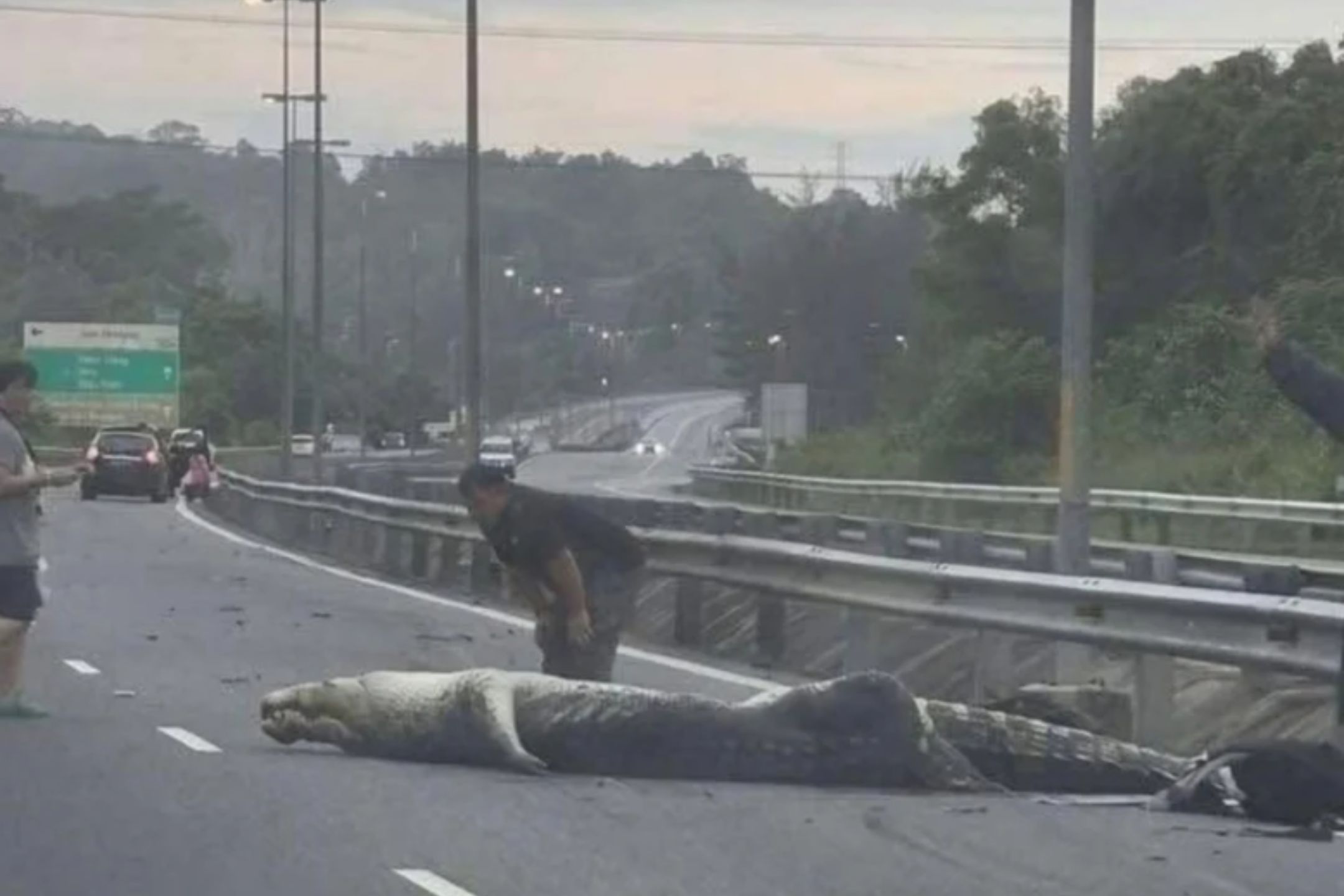 巨鳄闯大道遭撞死 网民:为何司机没看到它？