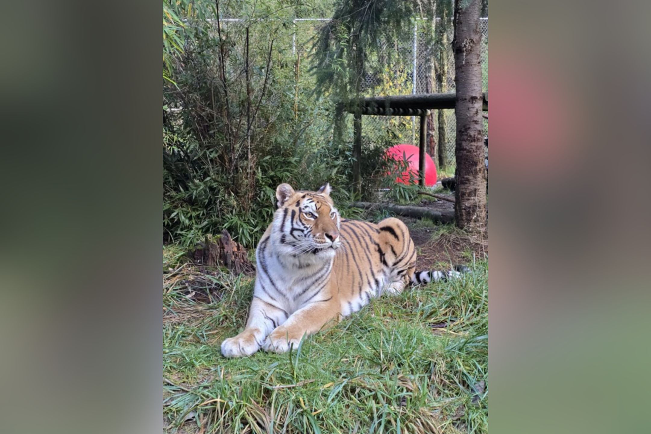 华盛顿动保中心爆禽流感 20只猫科动物病死